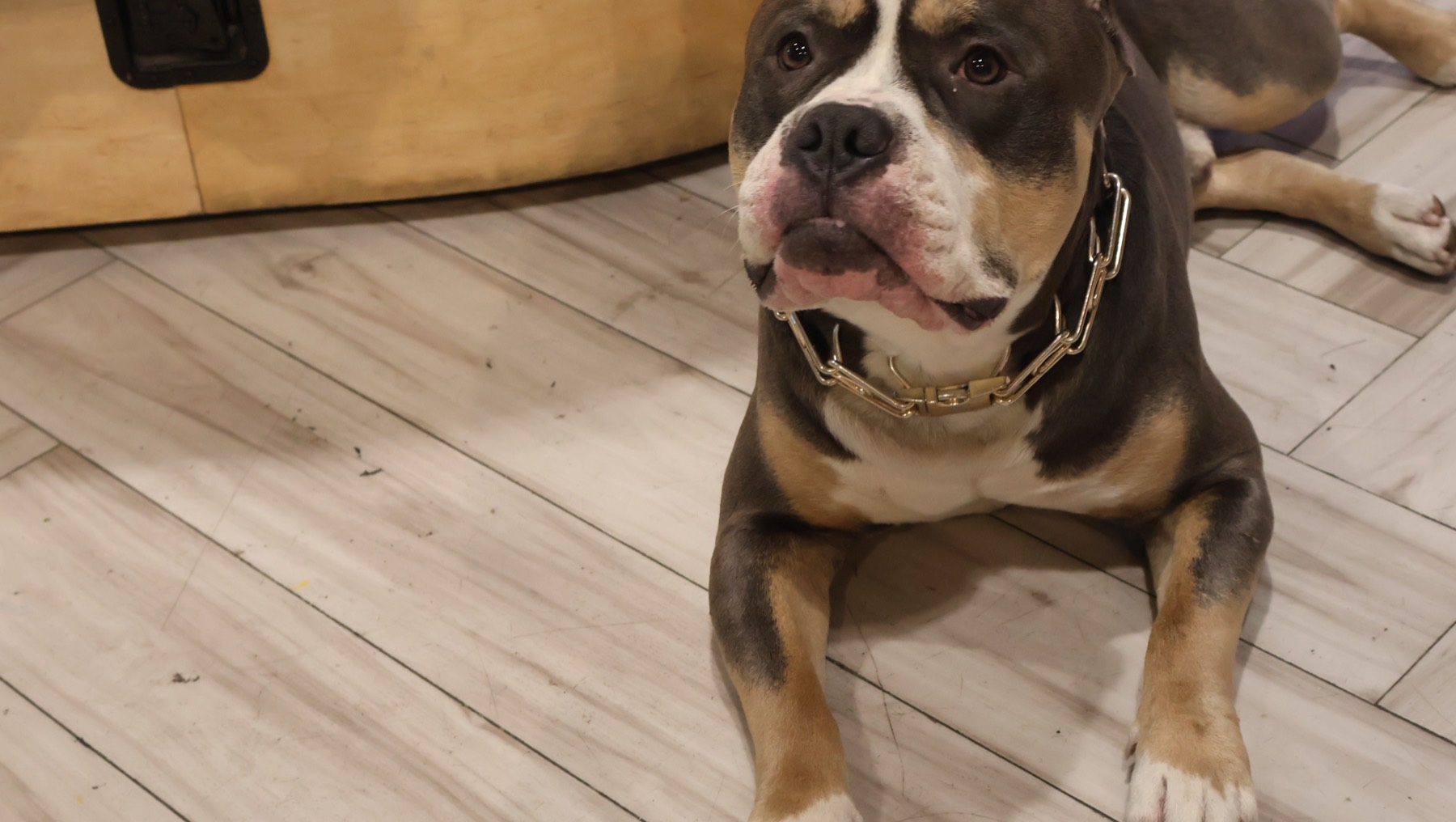 The Yes Electric shop dog on the marbled blue resin studio floor